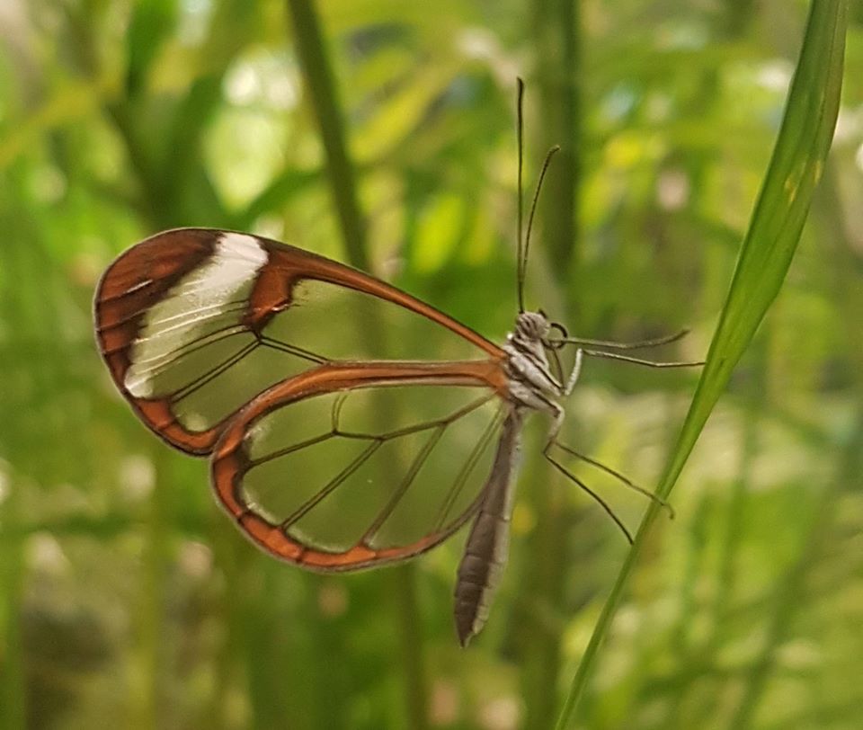 papillon-transparent©micropolis-cite-insectes