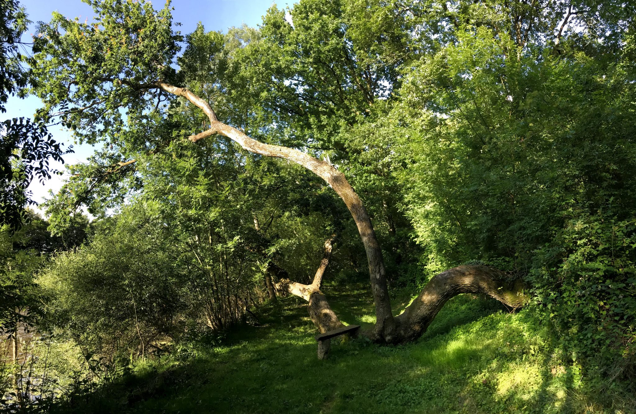 Dragon de la Bergerie des Bois - La Mélière Lévézou Aveyron Dragon de la Bergerie des Bois - La Mélière Lévézou Aveyron